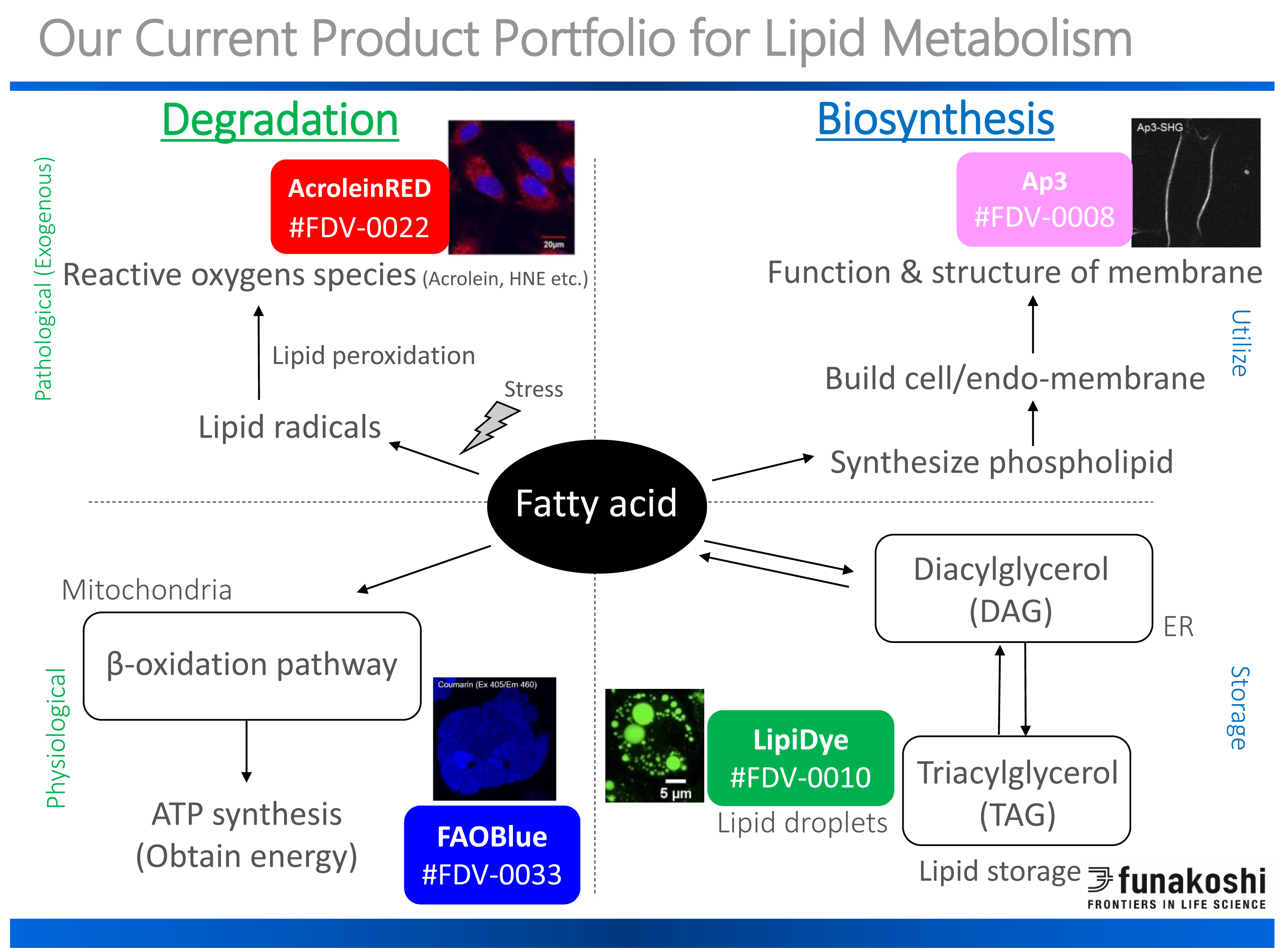 Lipid Metabolism.png